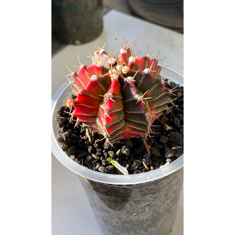 SALE Indukan Kaktus Gymno Miha / Milo / Starfire A1 d 7cm