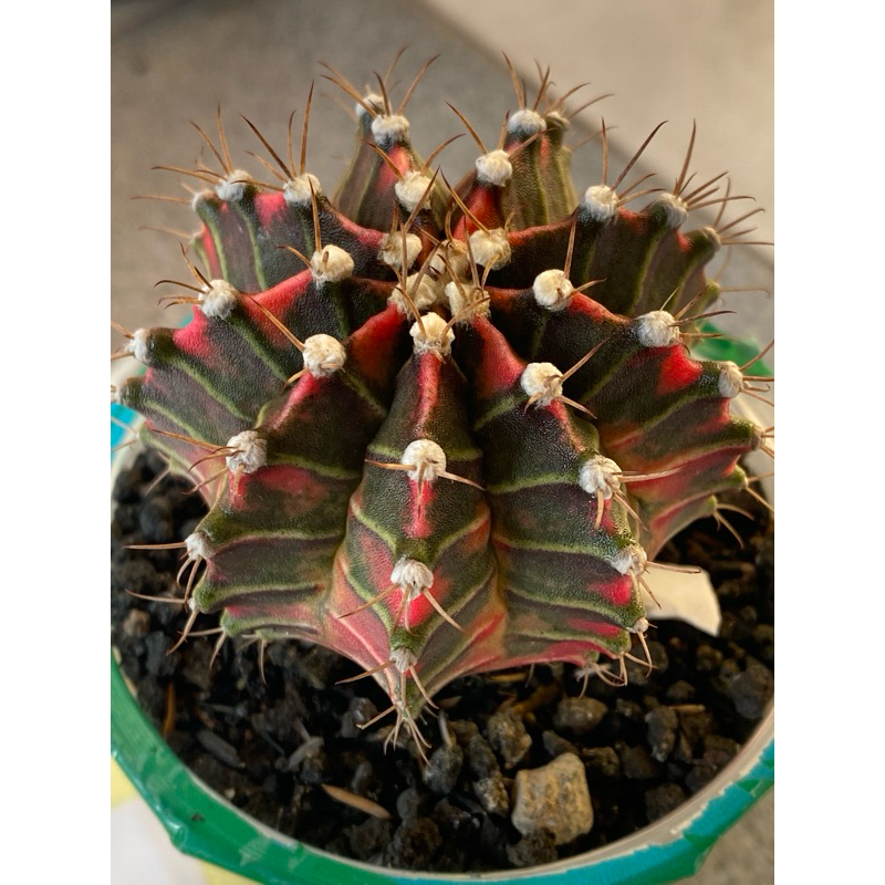 SALE Indukan Kaktus Gymno Miha / Milo / Starfire A4 d 8cm