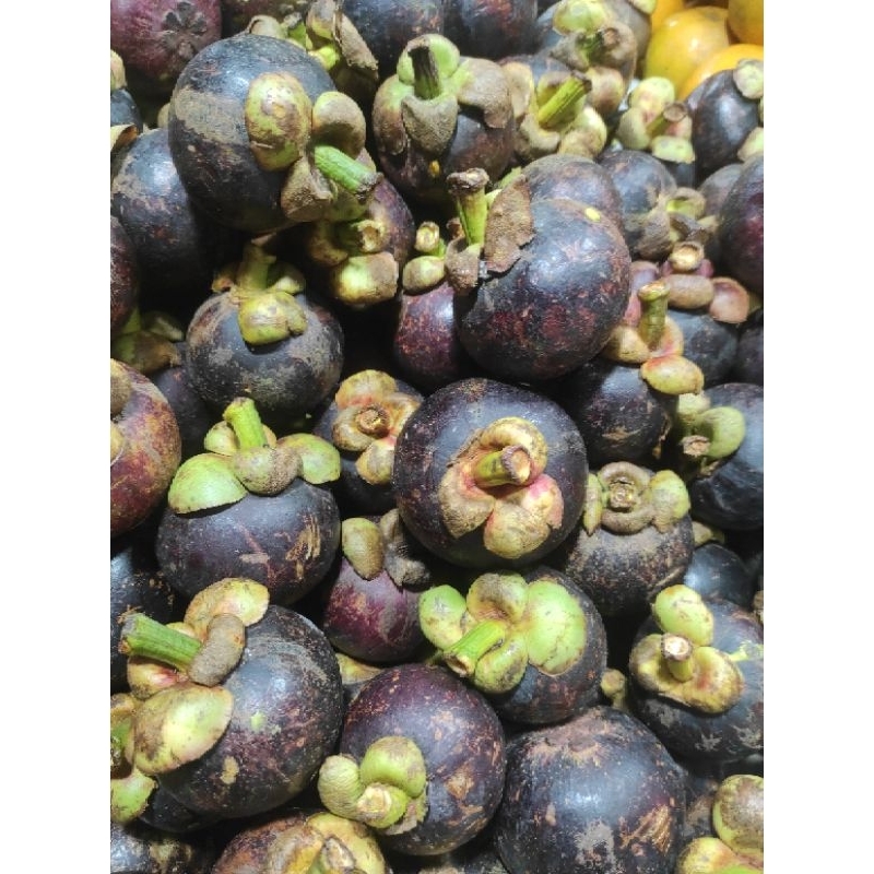 

BUAH MANGGIS PILIHAN 1KG / JAMIN SEGAR / FRUIT
