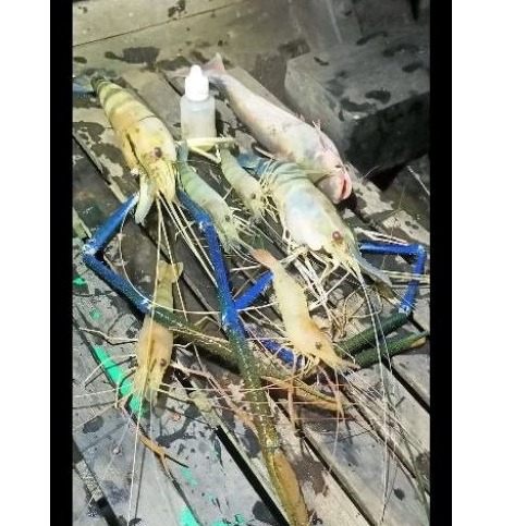 ESSEN RB "udang galah"