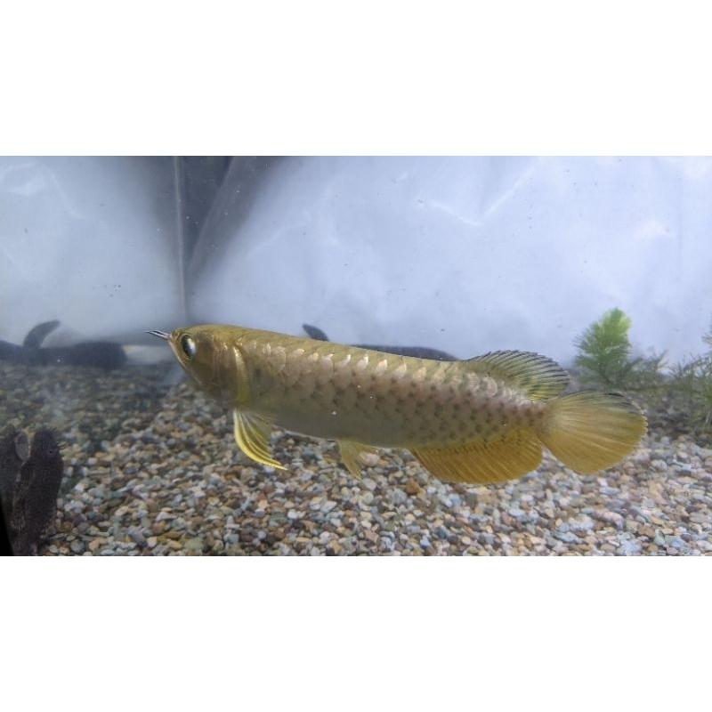 golden crossback 24k malaysia 25cm