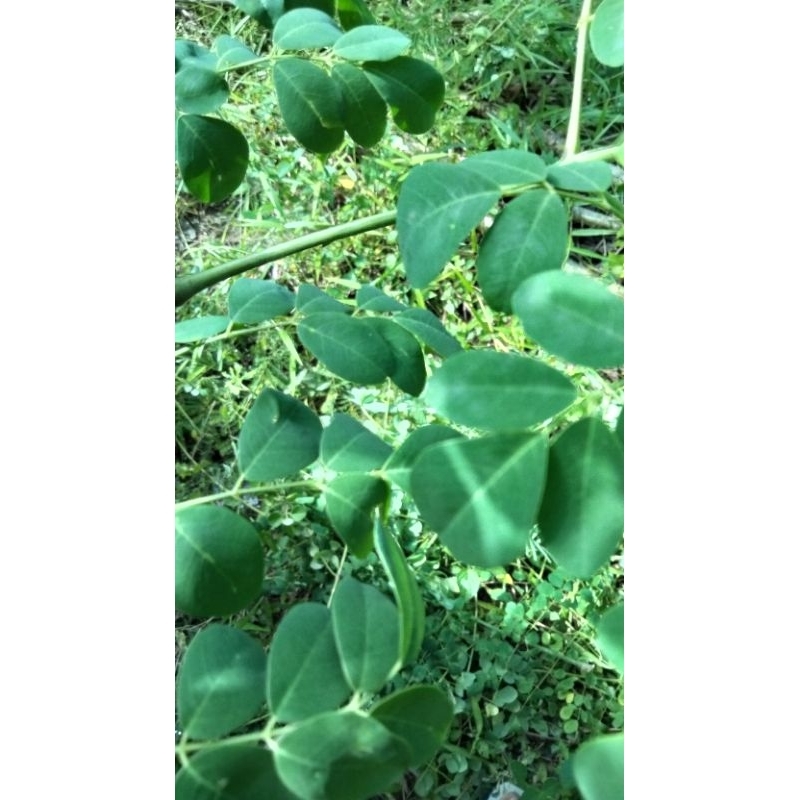 Tanaman  bibit pohon kelor sudah berakar