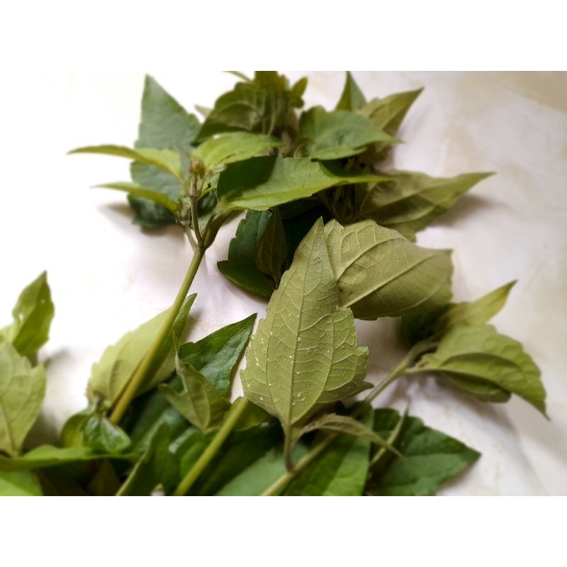 

daun balakacida segar (daun + batang)