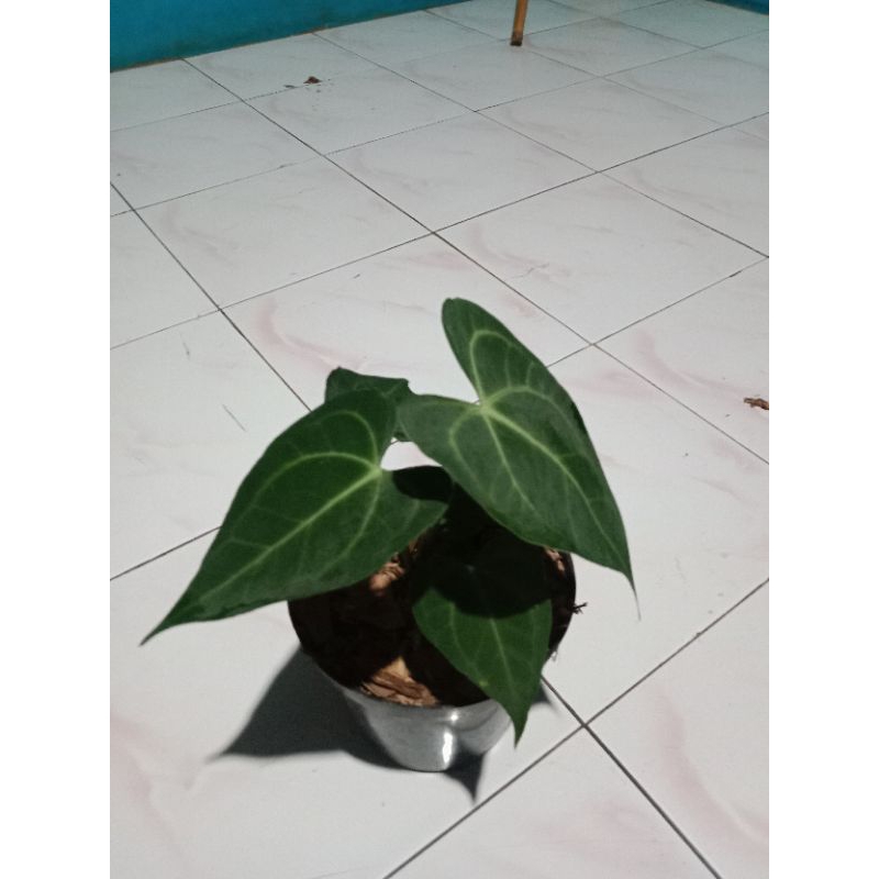 anthurium king clarinervium hybrid