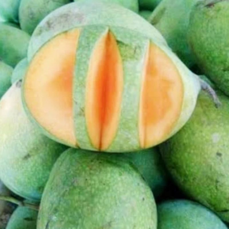 

Buah Mangga Manalagi