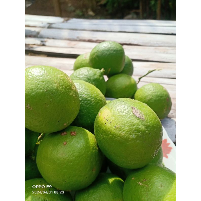 

Jeruk nipis Besar Air Banyak Segar Segar Setiap Hari 500 gr