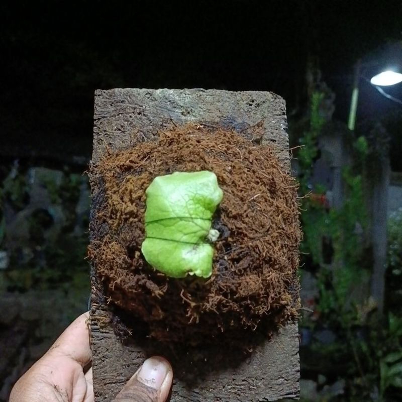 platycerium/ kesimbar  alcicorne afrika