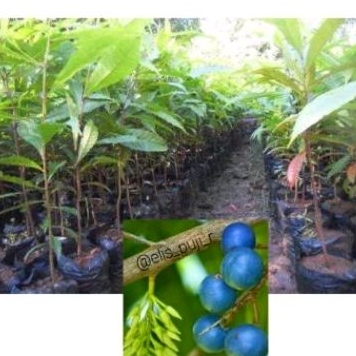 Bibit Jenitri/Winih Binih Jenitri Unggul Super Ekoan