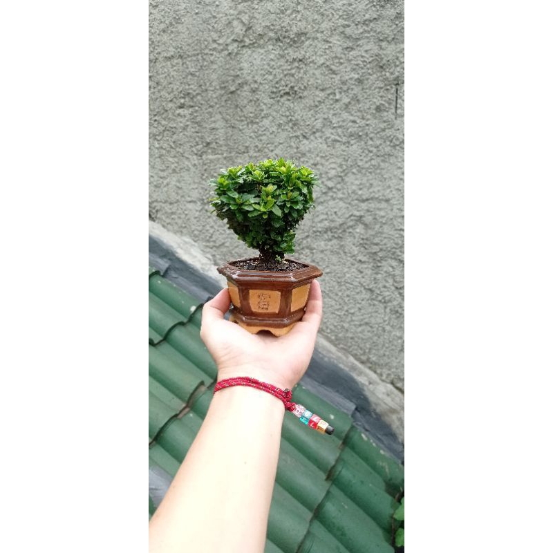 TANAMAN HIAS BONSAI ASOKA MIKRO MINI