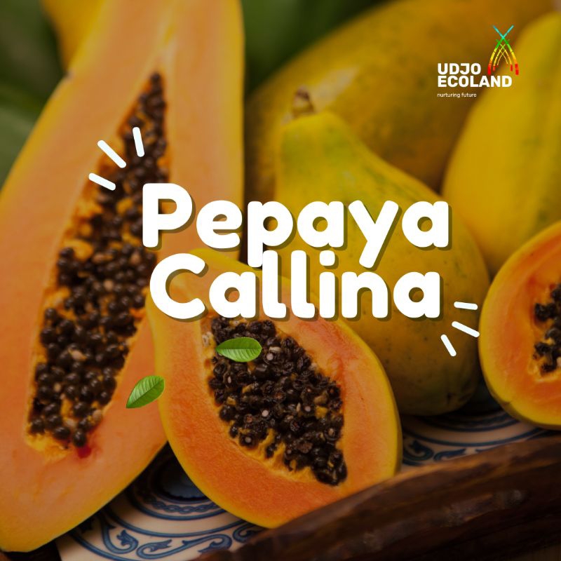 

PEPAYA CALLINA