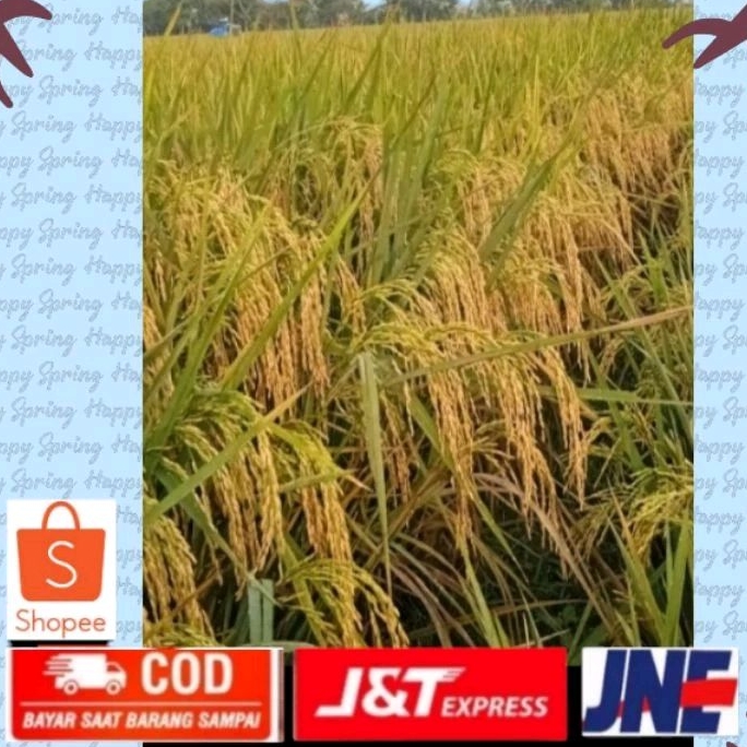 

Padi utuh isi 50 sampe 60 Spray rice | Padi tangkai.padi utuh