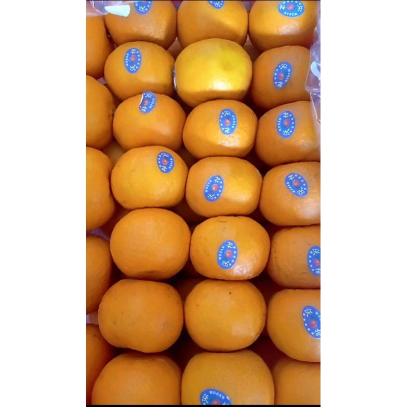 

Jeruk Wogan keranjang ( 6.5 kg )