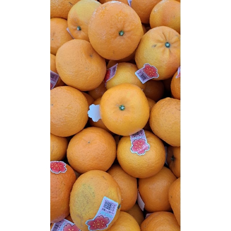 

Jeruk Mikam Sakura RRC Banyak Air 1 Kg