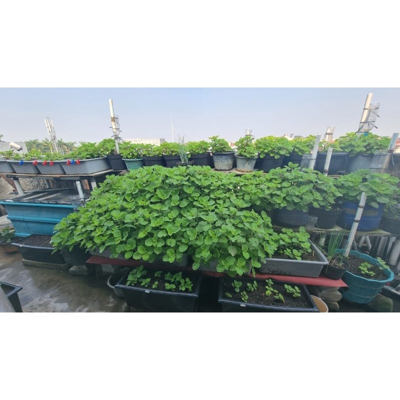 

daun bangun bangun segar 500gr