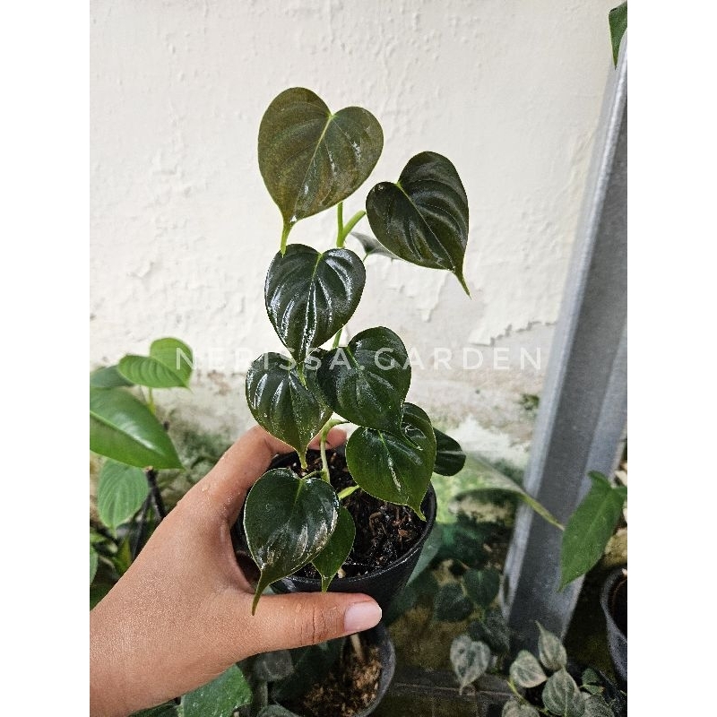philodendron lupinum