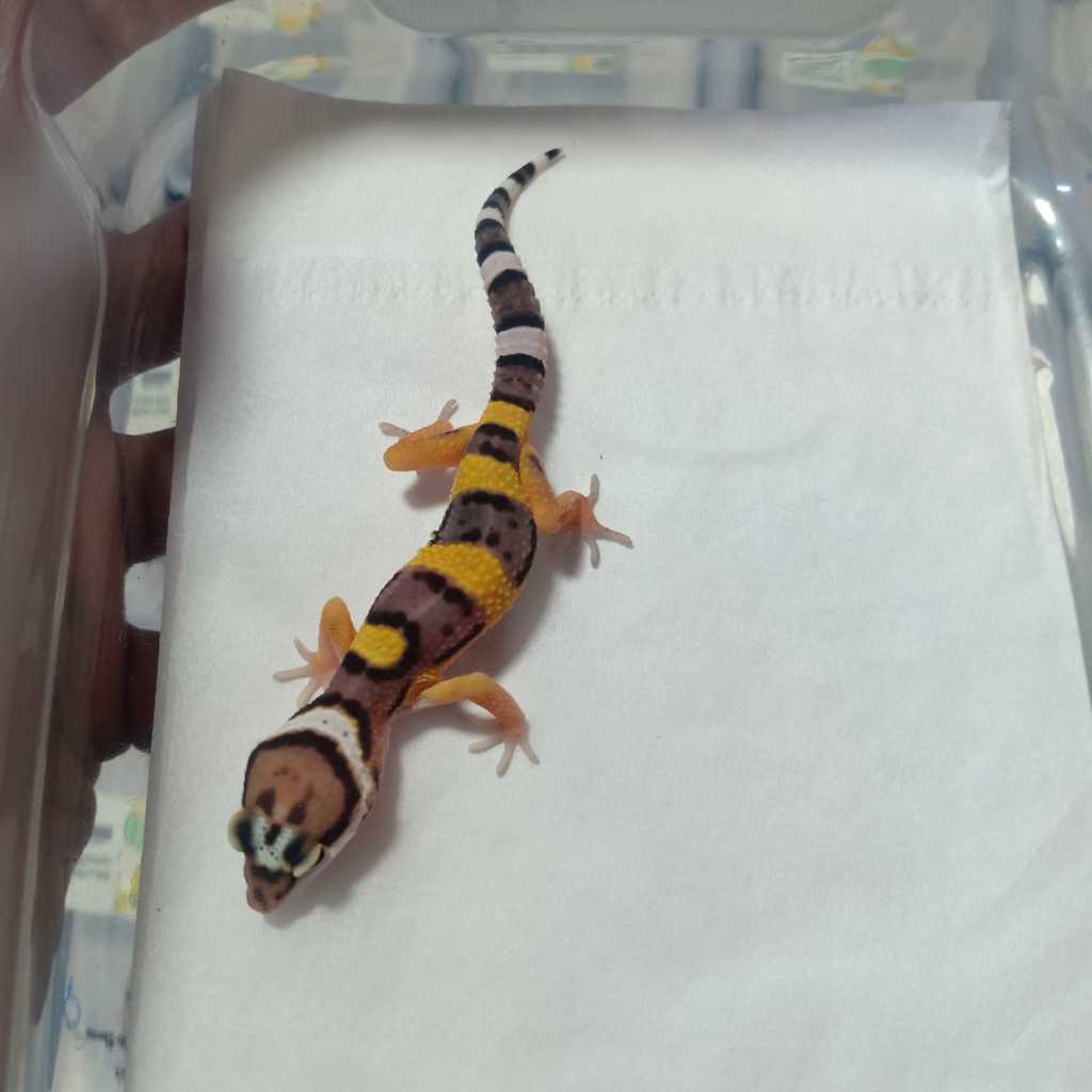 [G014] Leopard Gecko Morph Tangerine Black Night Cross pH Typhoon