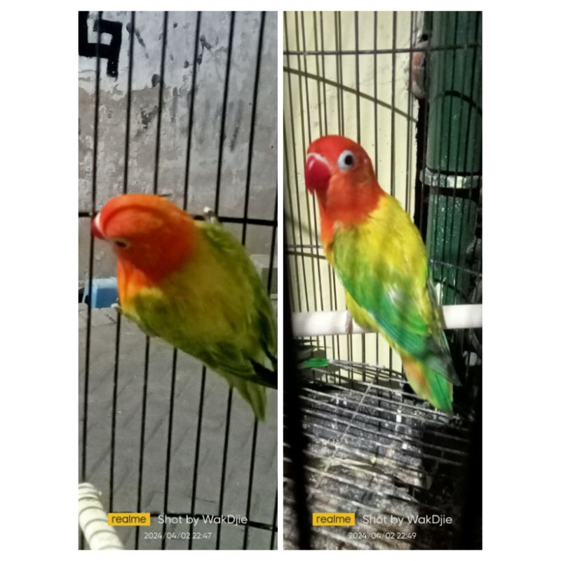 [Instant] Burung Lovebird Biola gold Euwing
