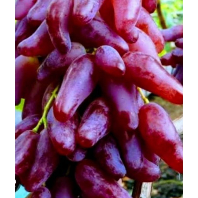 BIBIT ANGGUR IMPORT CARNIVAL