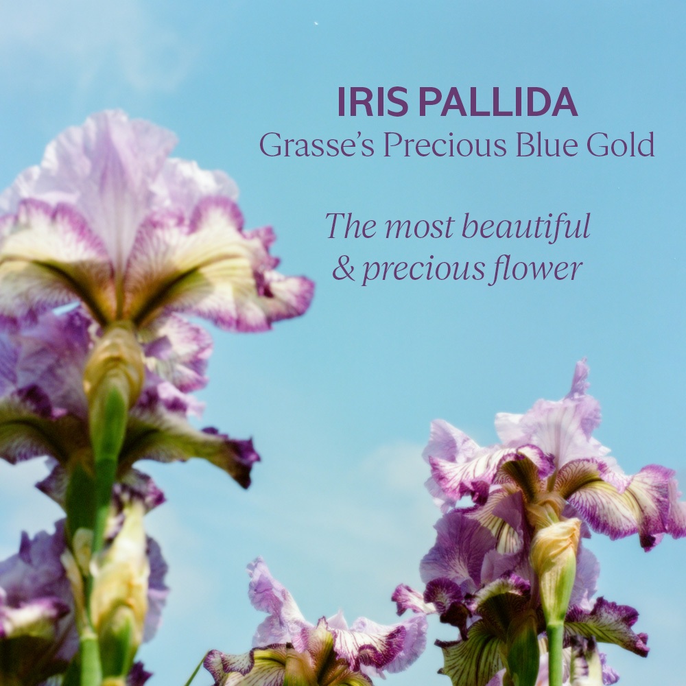 L'Occitane Herbae Iris Pallida Perfumed Body Milk 250ml - Krim Tubuh Pelembap Kulit Kering dan Normal