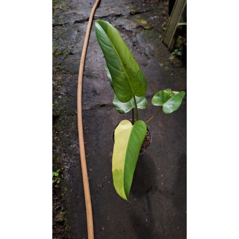 PHILODENDRON DOMESTICUM VARIGATA