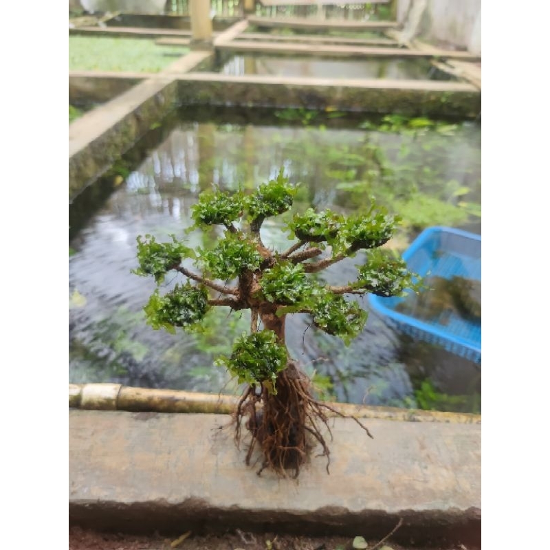 pohon bonsai aquascape