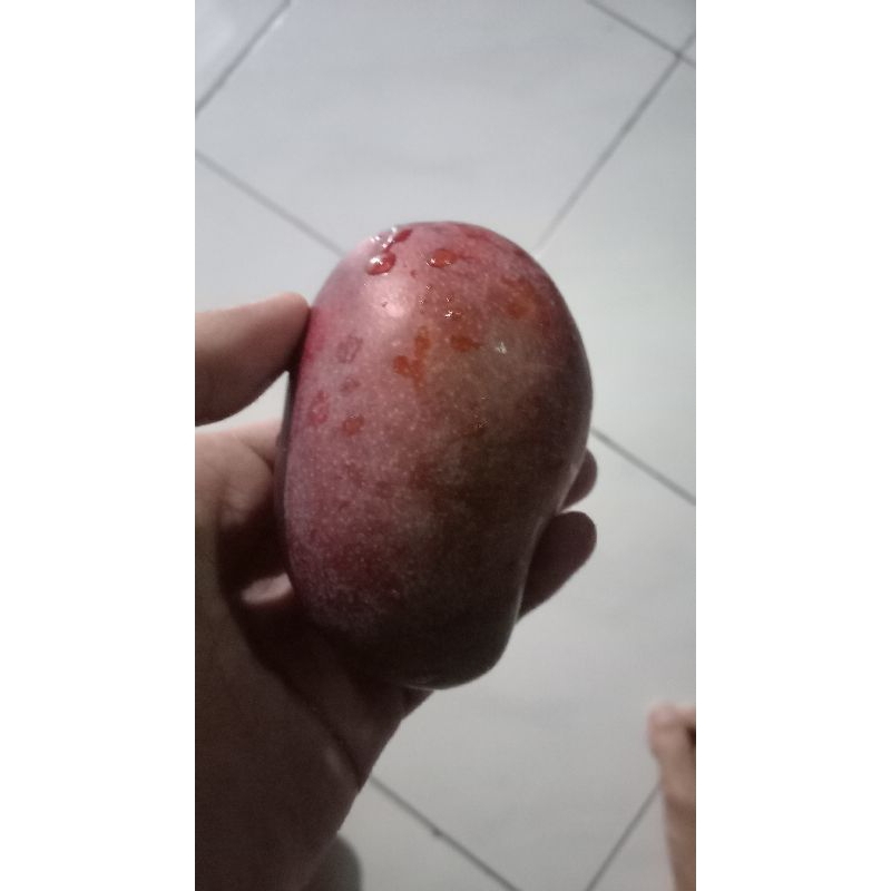 

Mangga Ajaib