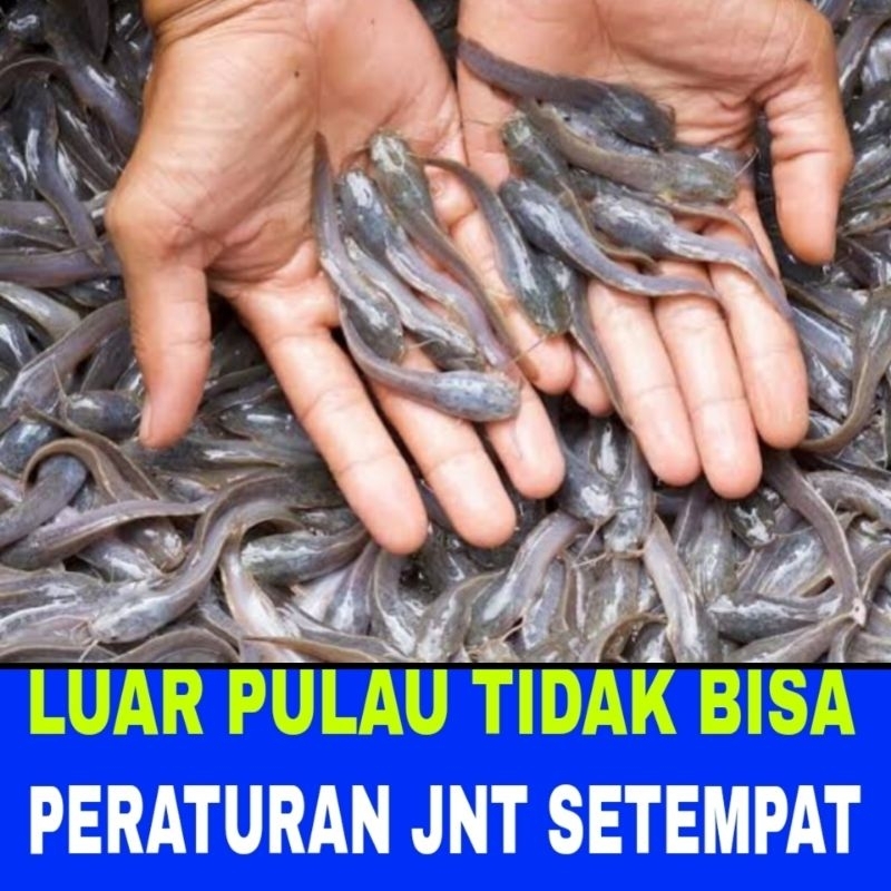 bibit benih lele MUTIARA isi 50