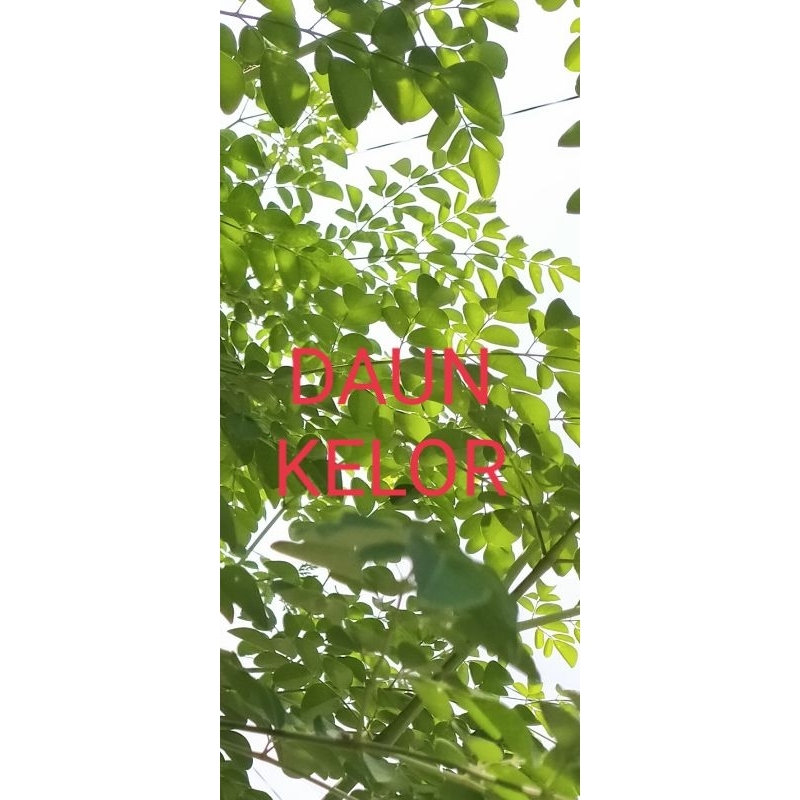 

DAUN KELOR 500 GR ASLI