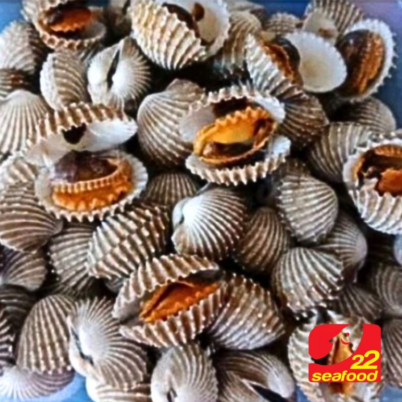 

Kerang Dara 1 kg / Seafood 22