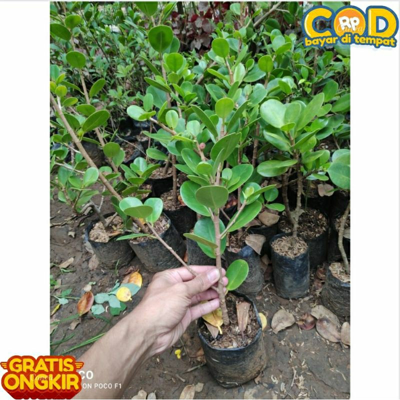 BAHAN BONSAI BIBIT BONSAI BERINGIN DOLAR - BAHAN BONSAI DOLAR DAUN BESAR