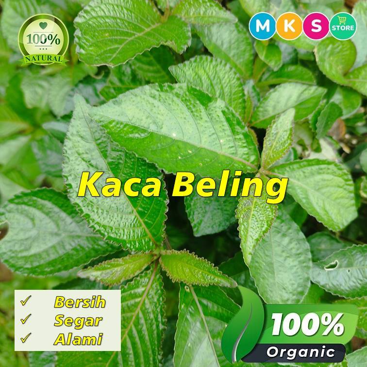 

daun kaca beling,obat tradisional kencing batu alami