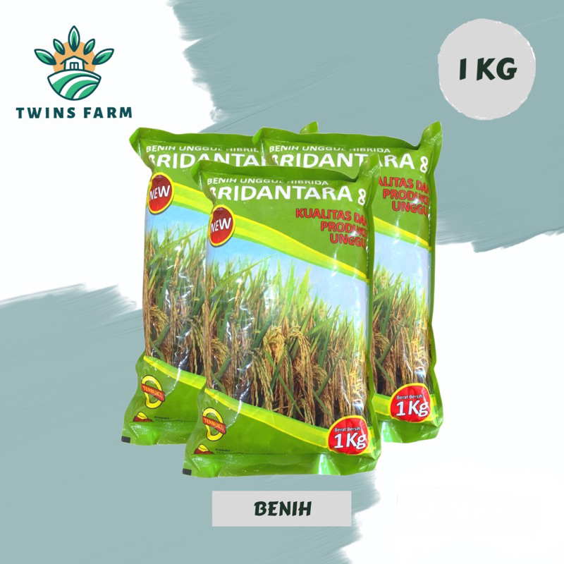 Benih padi hibrida BRIDANTARA 8 kemasan 1kg