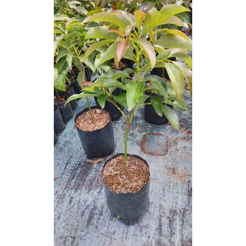 bibit alpukat pluwang