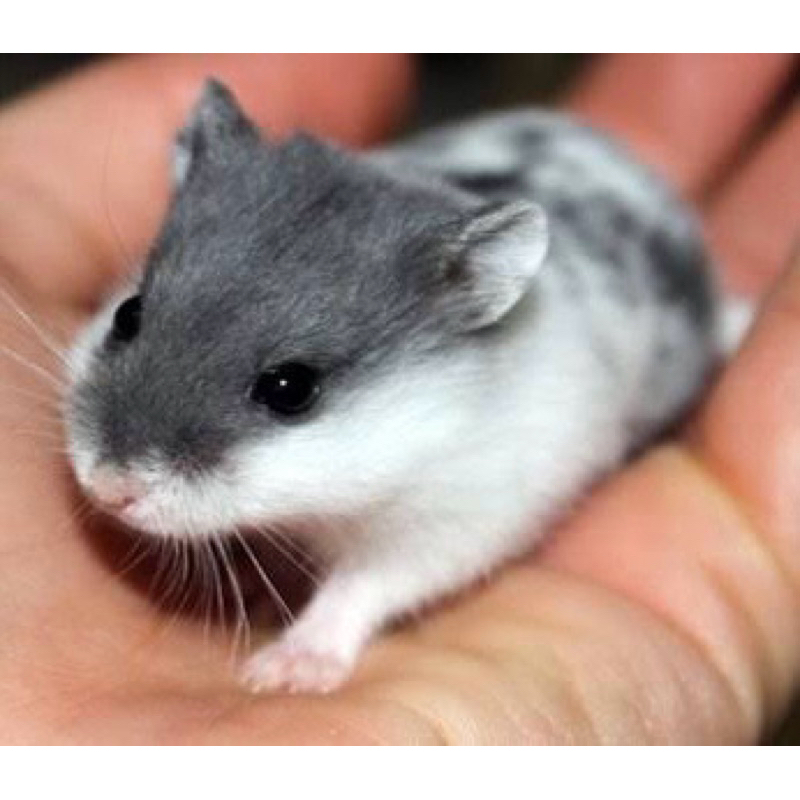 HAMSTER CAMPBELL PANDA ANAKAN DAN INDUKAN, Hamster campbell sehat, Hamster Murah, Hamster Jinak