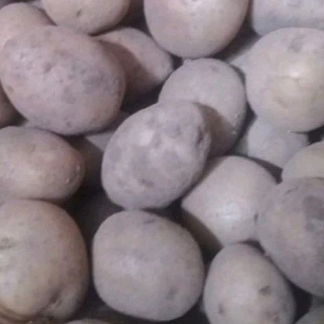 

Kentang baby / kentang rendang 500g