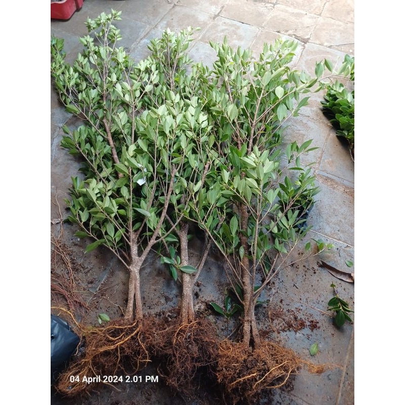 kimeng program pecah batang