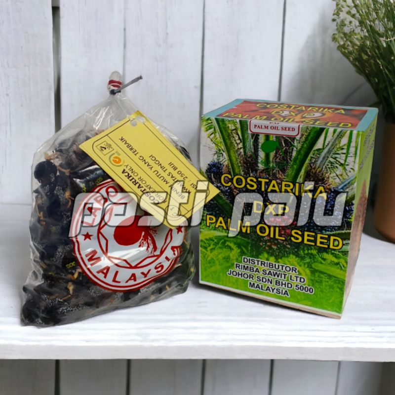 kecambah sawit unggul costarika bersertifikat