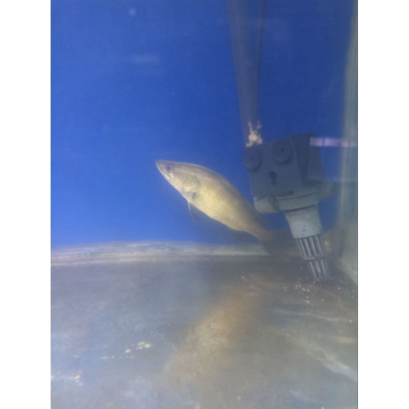 baramundi dan mangrove jack