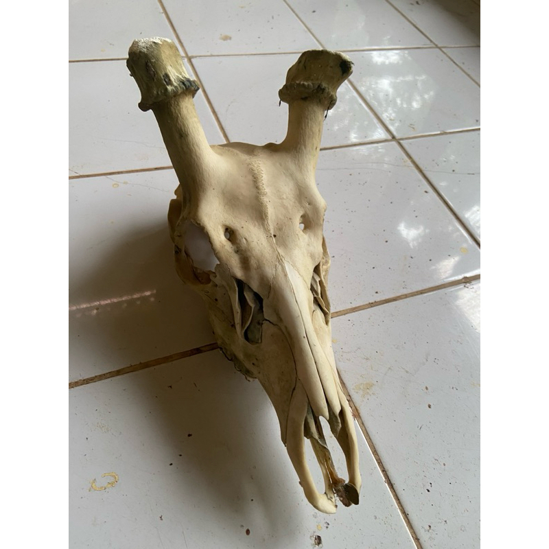 tengkorak rusa pajangan