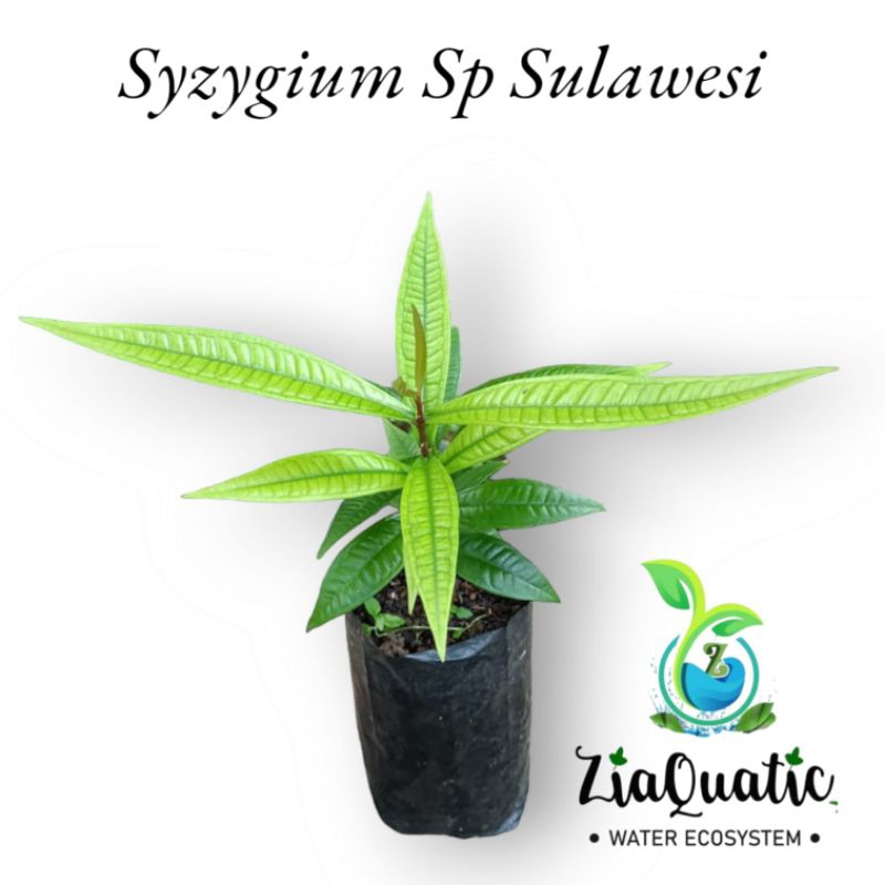 Syzygium Sp Sulawesi - Tanaman Hias/Tanaman Indoor/Bibit Buah