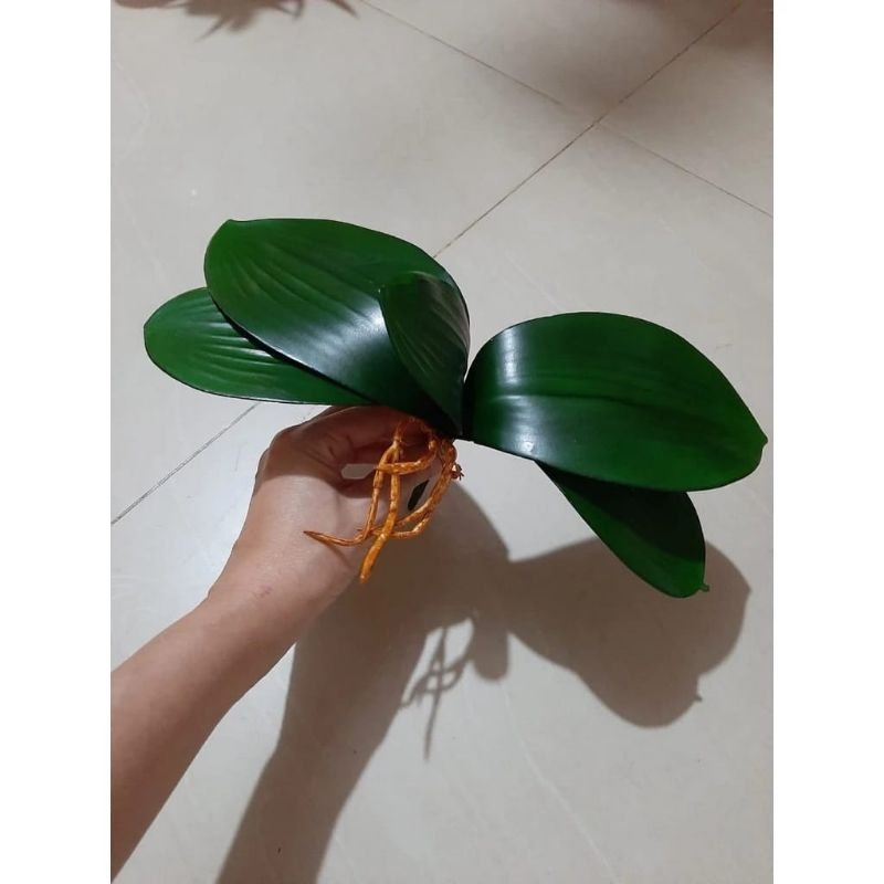 Daun Anggrek Latex