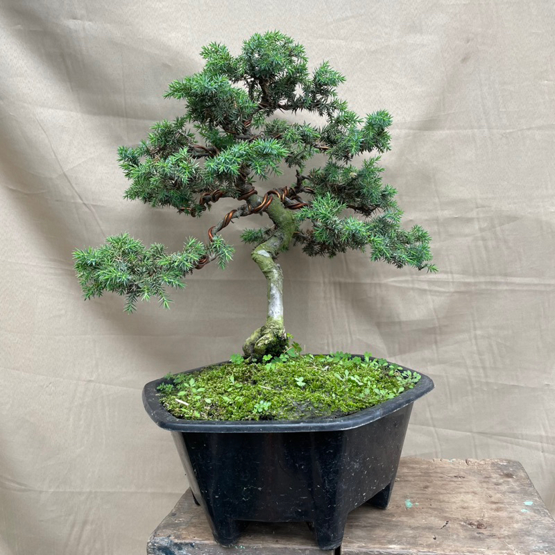 Bonsai cemara duri juniper rigida