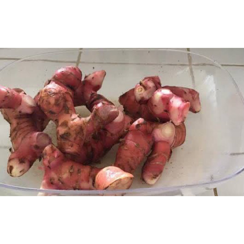 

LENGKUAS MERAH LENGKOAS LAOS MERAH SEGAR SUPER FRESH 1 KG