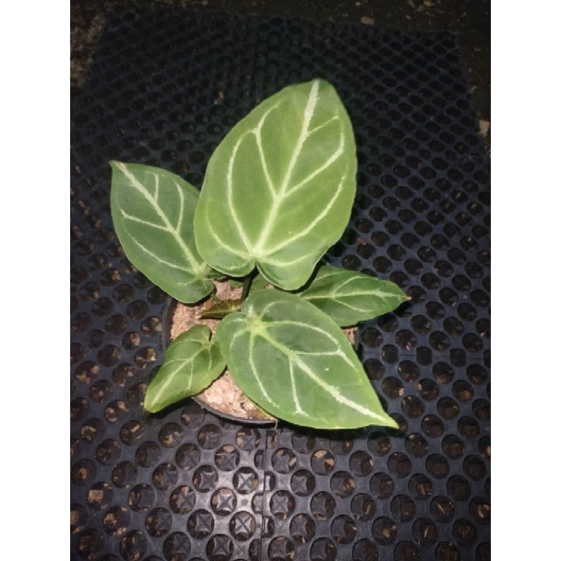 anthurium forgetii hybrid