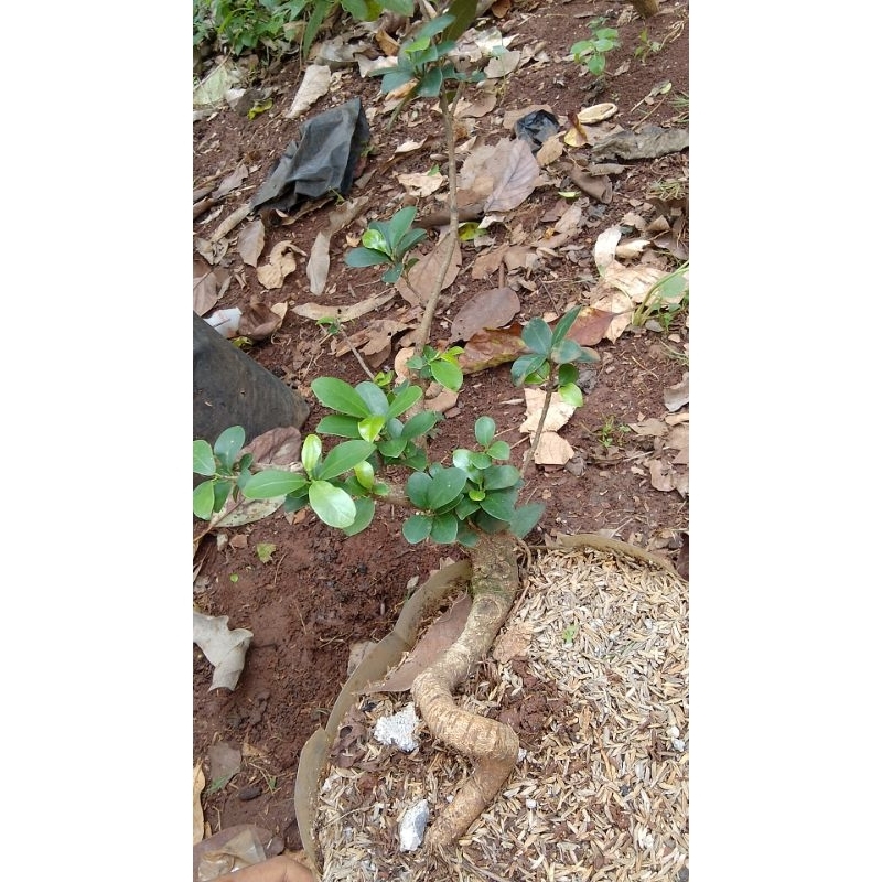 Tanaman hias bonsai beringin compakta / kompakta / Beringin / bahan bonsai / bonsai