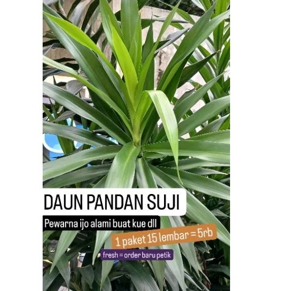 

daun pandan suji