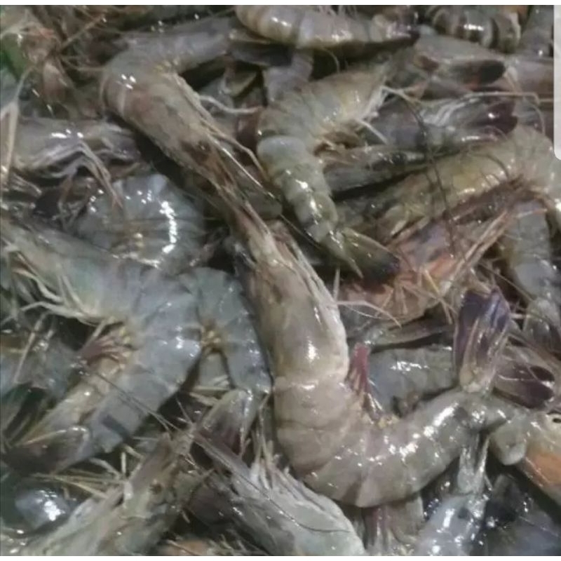 

udang besar 500 gram