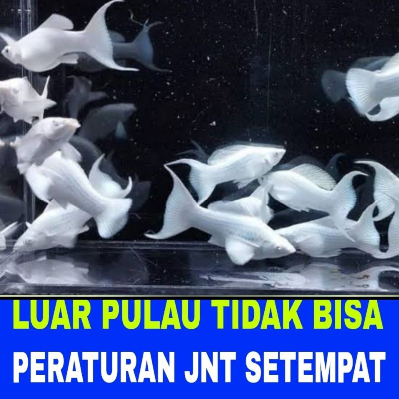 

ikan molly platinum jantan mix cawang pakan