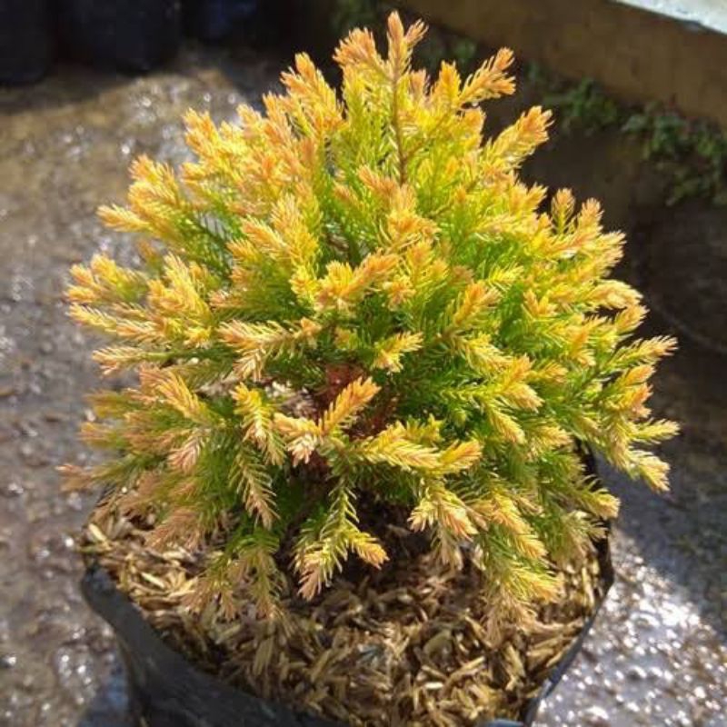 Tanaman Hias Cemara Golden/Kuning | Pohon Cemara Golden