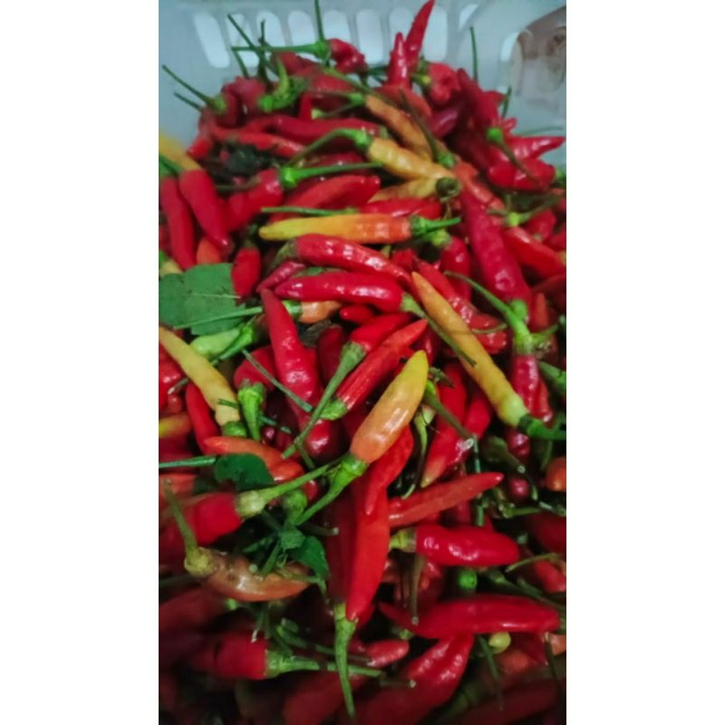 

Cabai rawit Jawa dan mantili 1000g